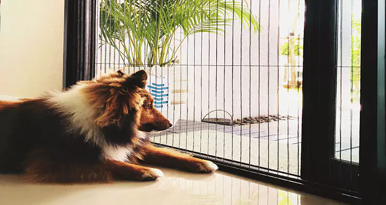 Sliding Screen Pet Door Repair in Safety Harbor, FL