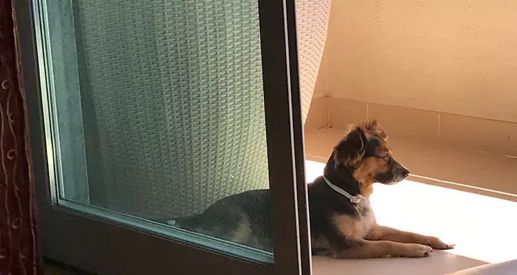 French Door Pet Screen Repair in Safety Harbor, FL